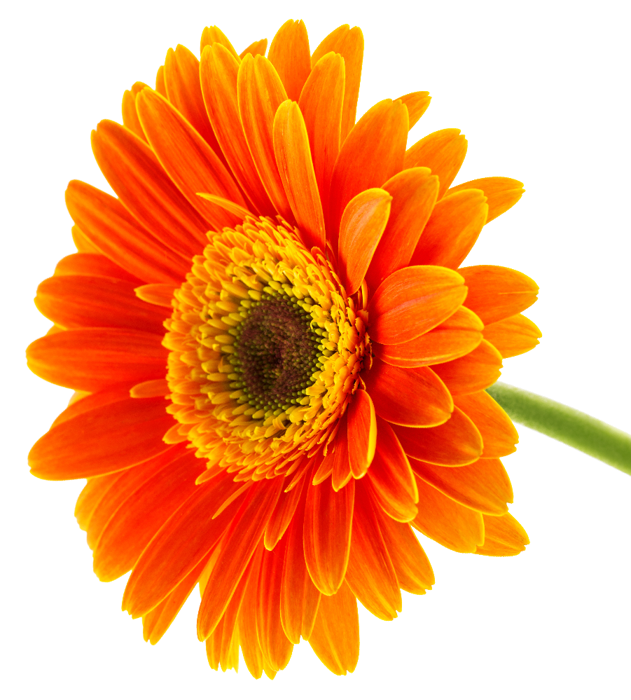 fiore-arancione-dual-trend2